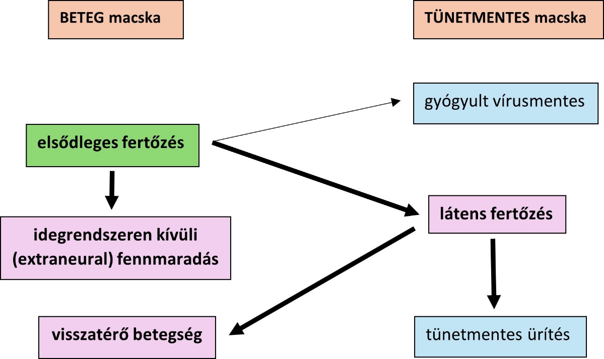 A herpesz vírus okozta kötőhártya gyulladás fertőződés menete